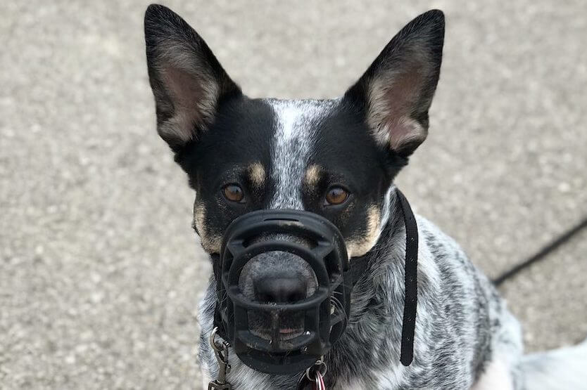 muzzle training a dog